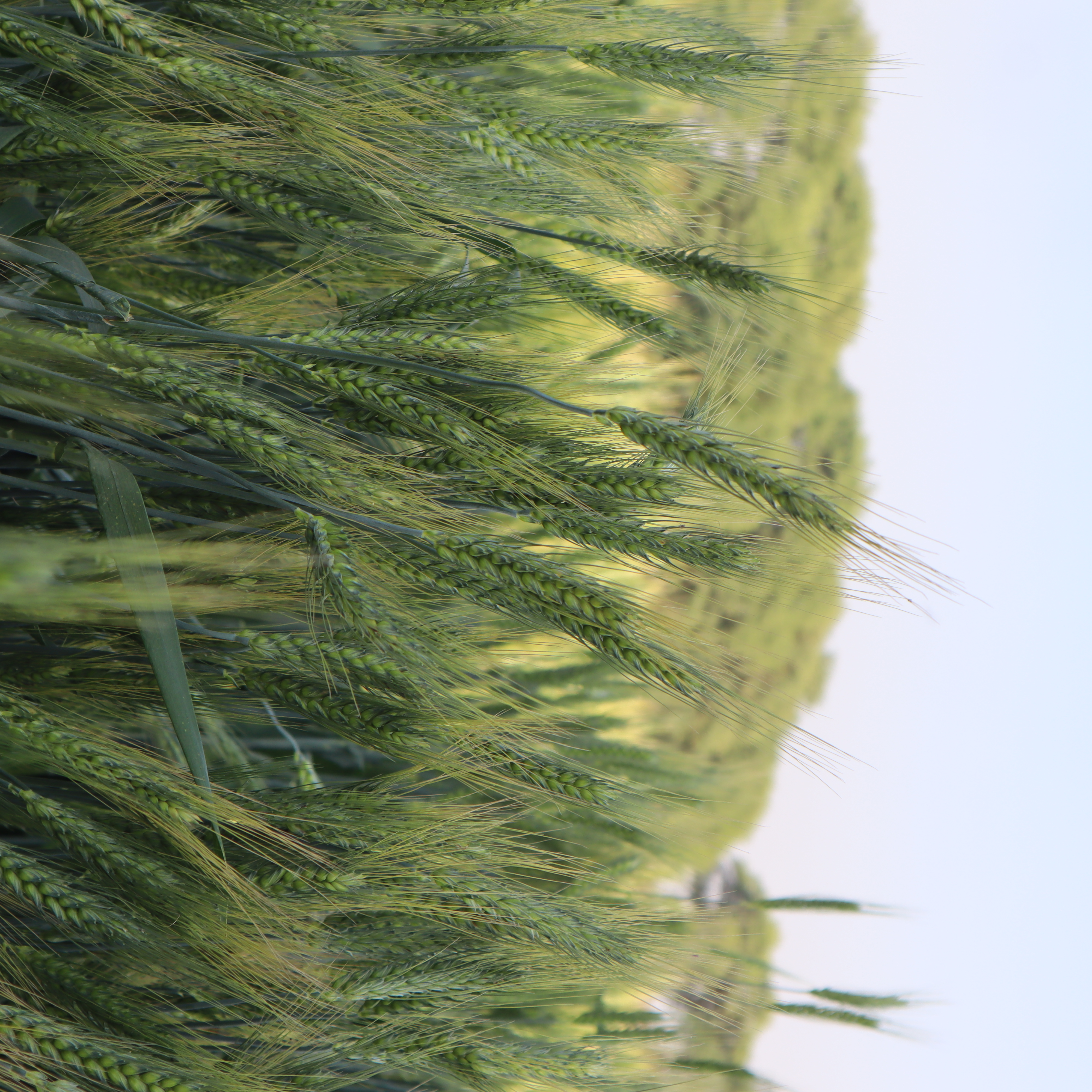 HI 1669 Pusa  Kranti Wheat Seeds